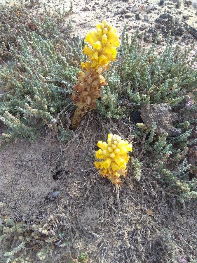 Cistanche 10
