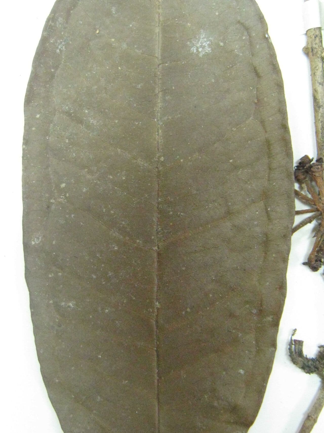 Eugenia 3