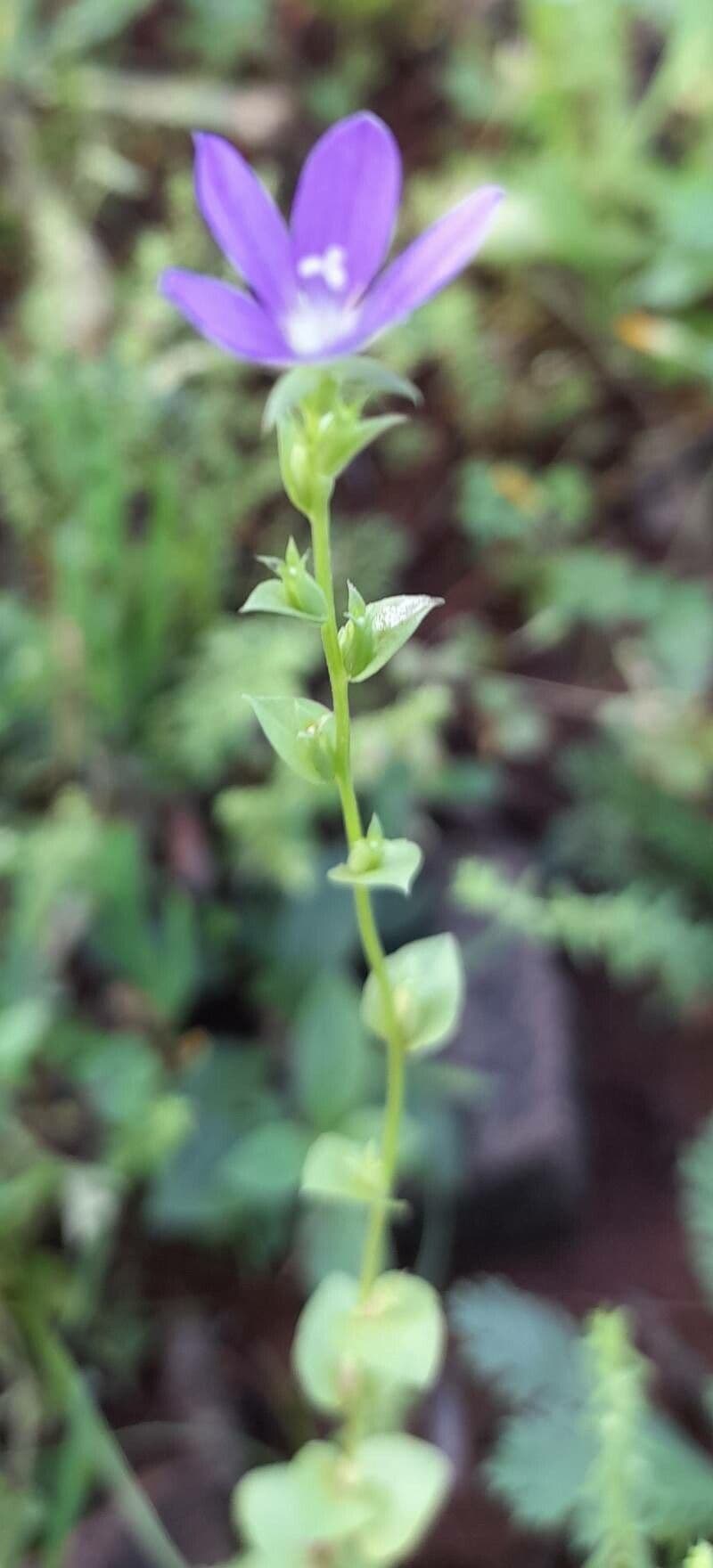 Triodanis przerosła 10