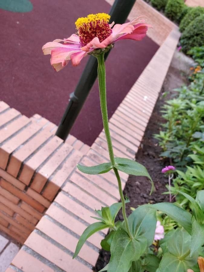 Zinnia di Haage 17