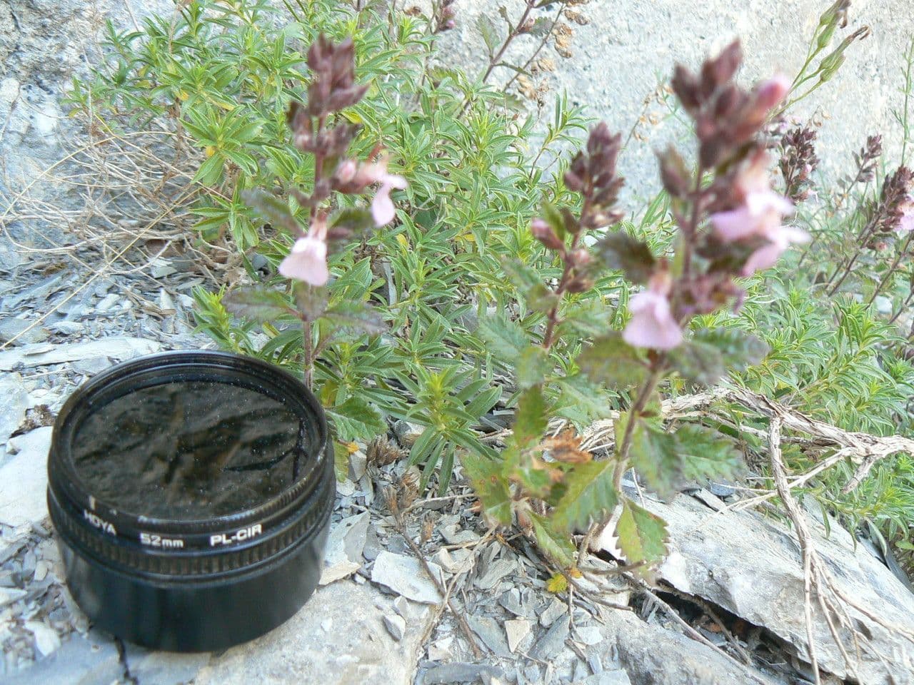 Teucrium 8