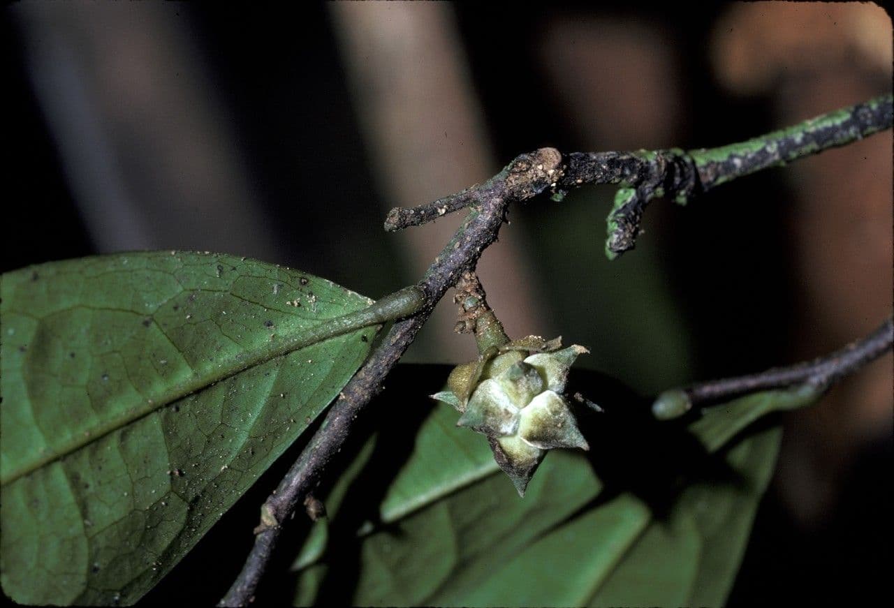 Duguetia