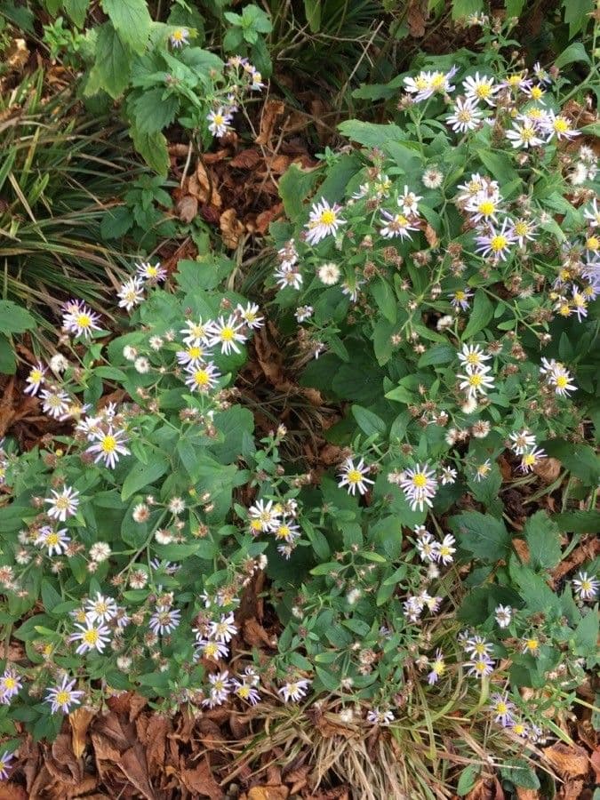 Aster lanceolato 12