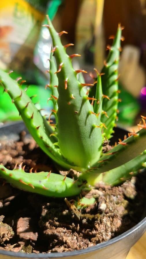 Aloe 5