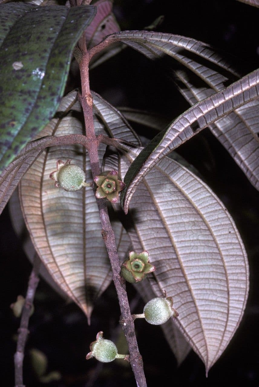 Henriettea succosa 2