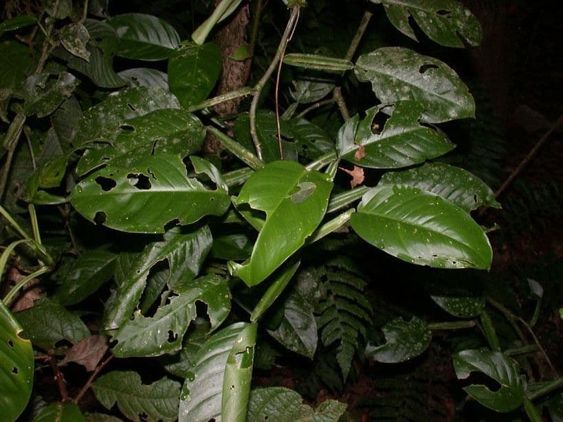 Filodendro 15
