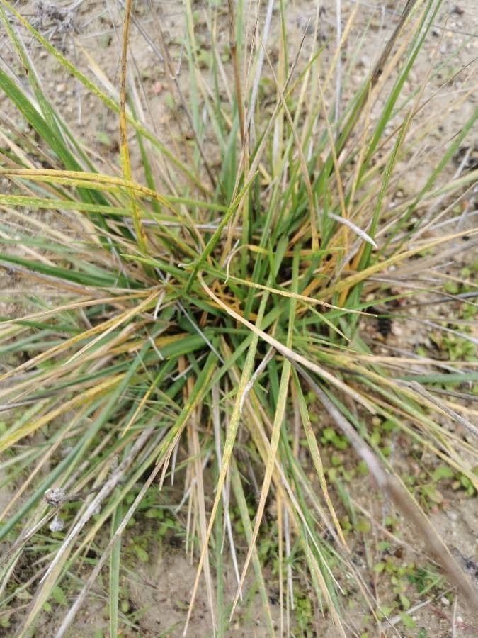 Festuca di Huon 15