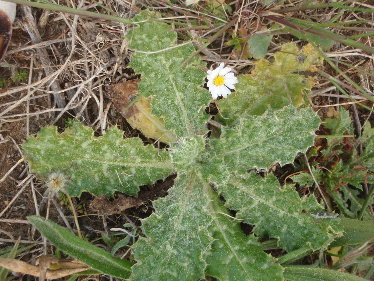 Weißgefleckte Distel 13