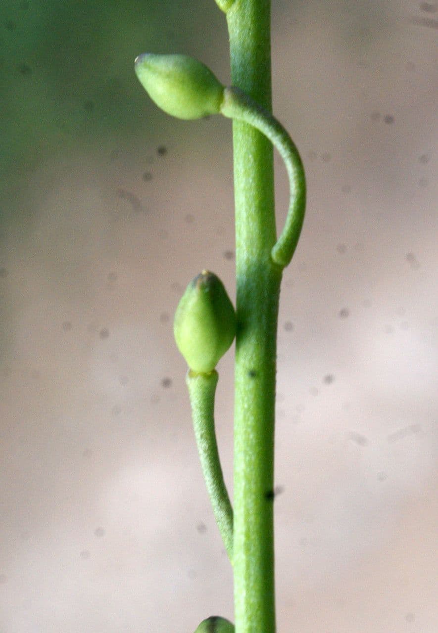 Calepina irregular 3