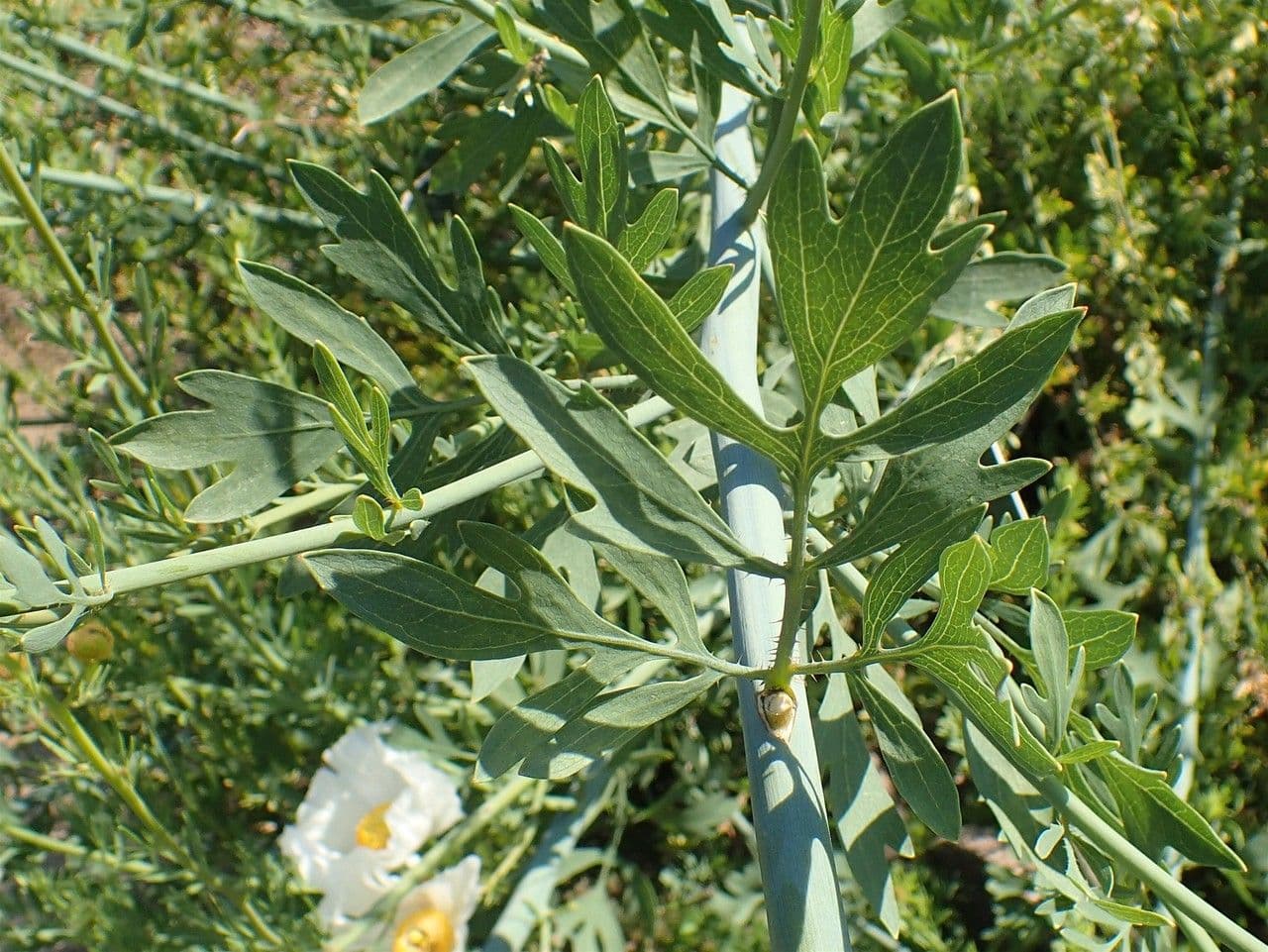 Romneya Coultera 11