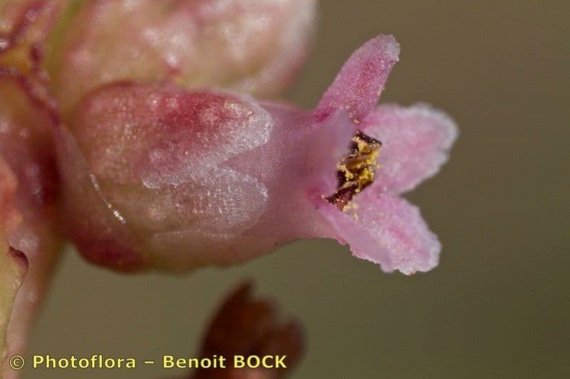 Cuscuta 6