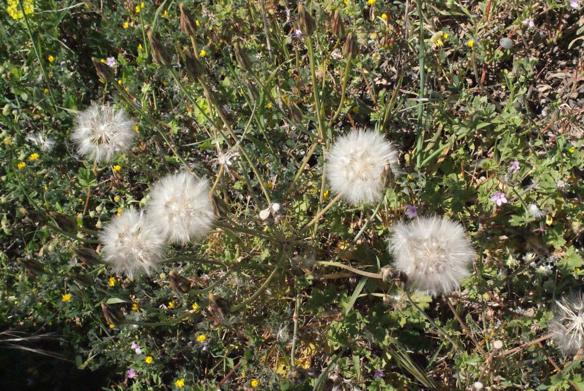 Säbel-Kratzdistel 11