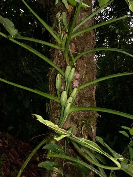 Syngonium 20