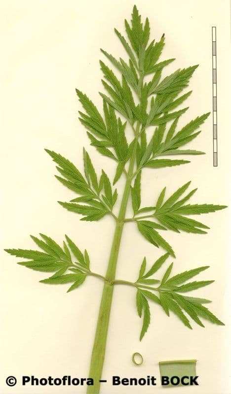 Wasserschierling 28