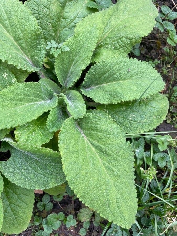 Šalvia muškátová 19