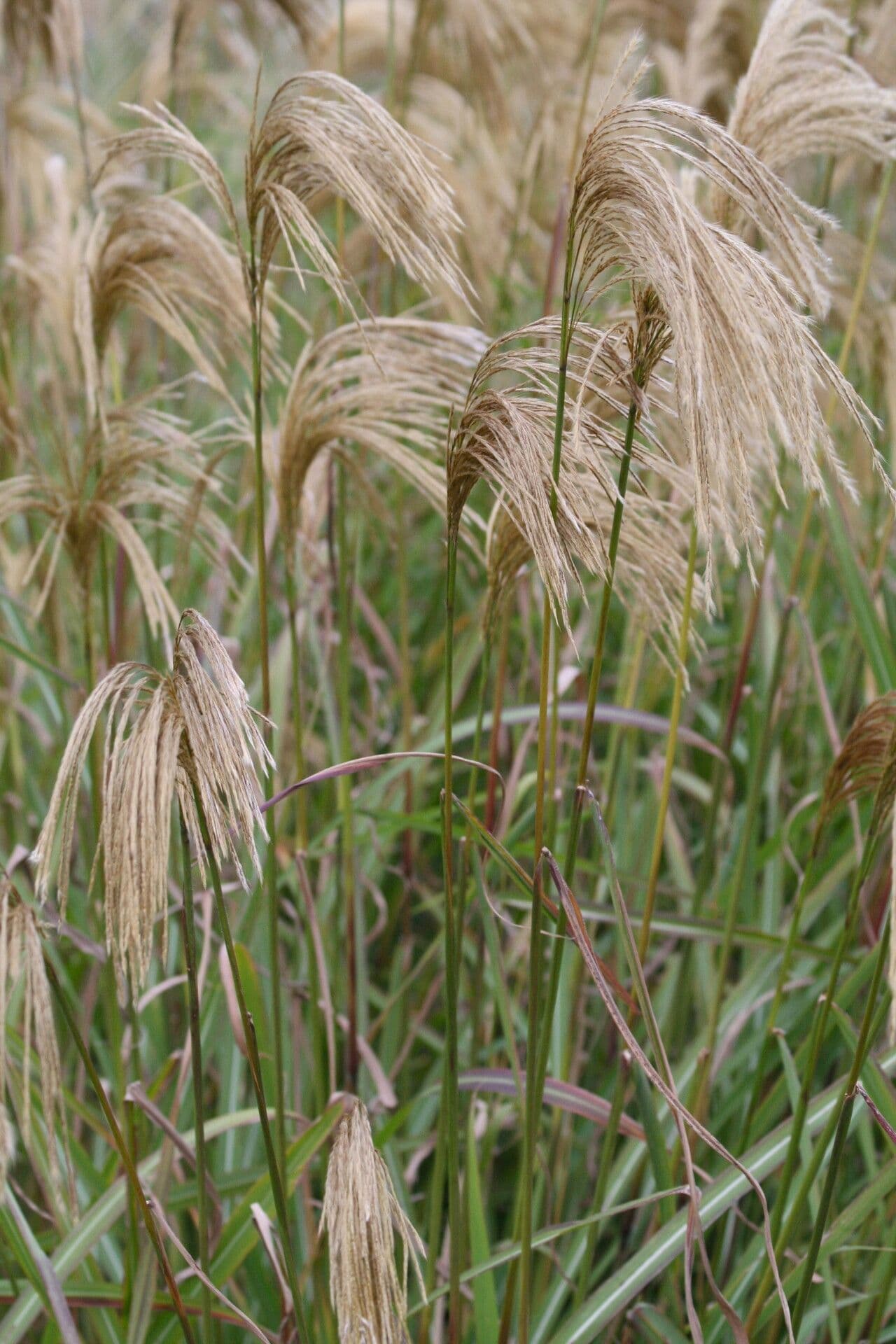 Erba argentea del Nepal 4