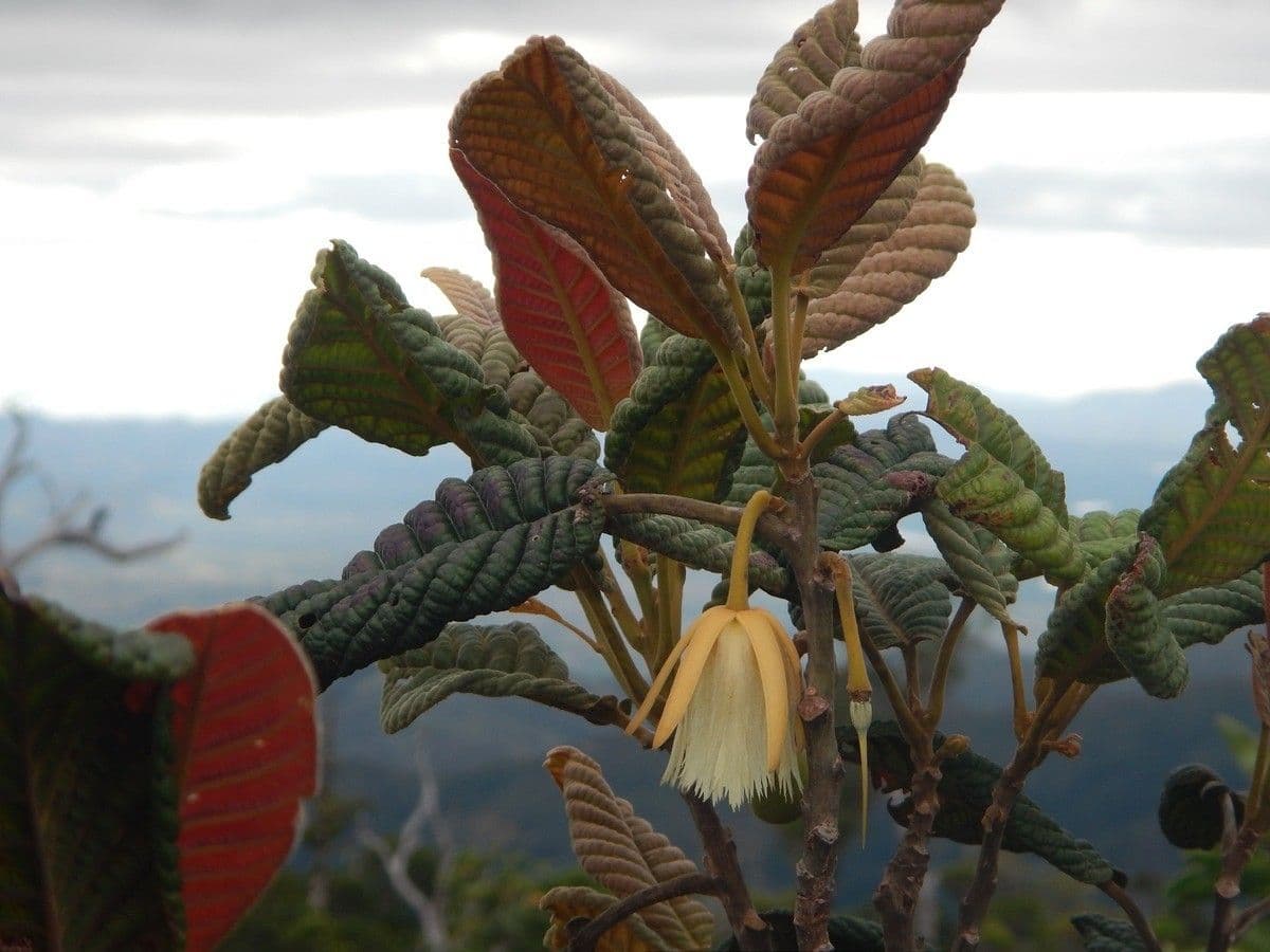 Elaeocarpus 13
