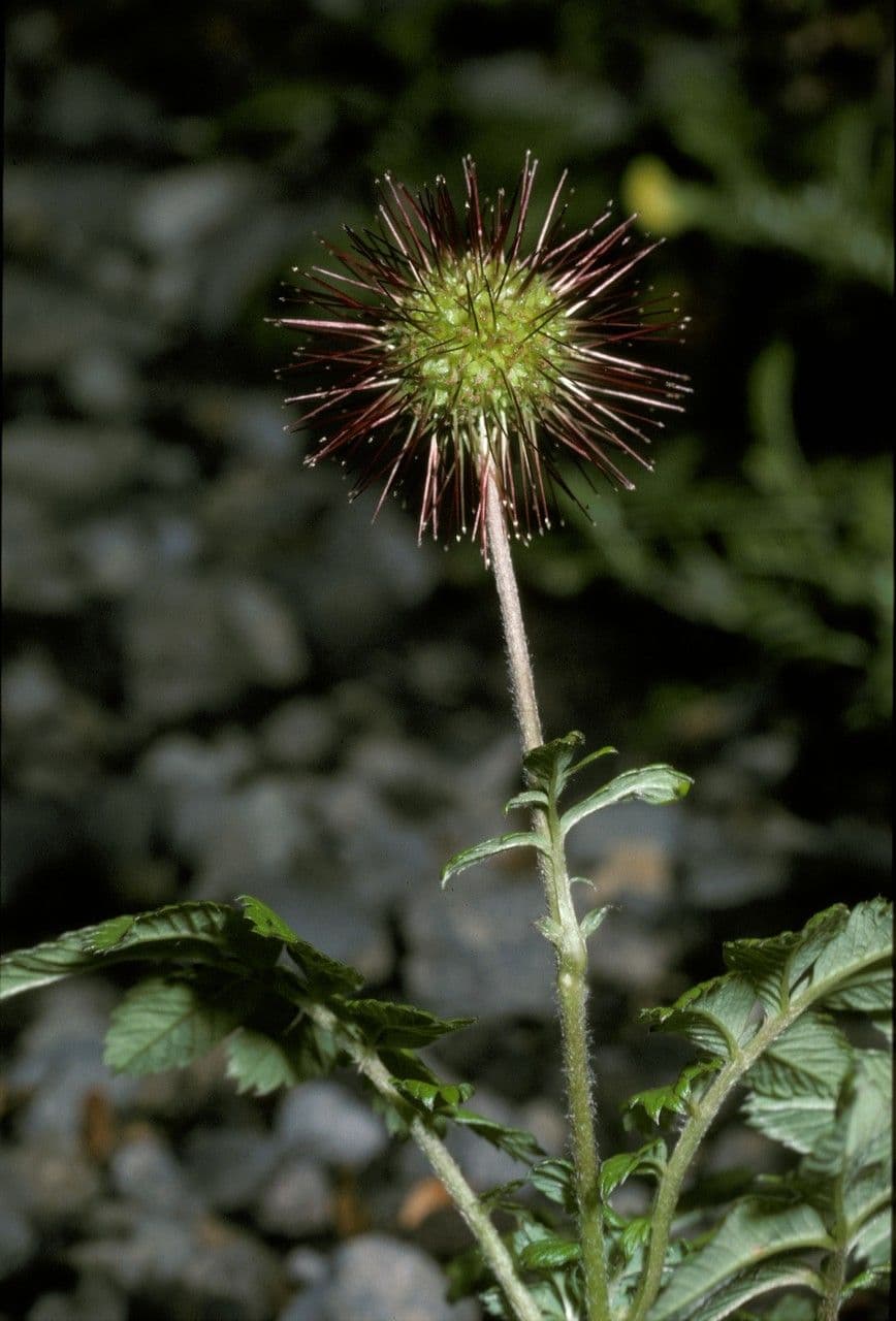 Acaena 3