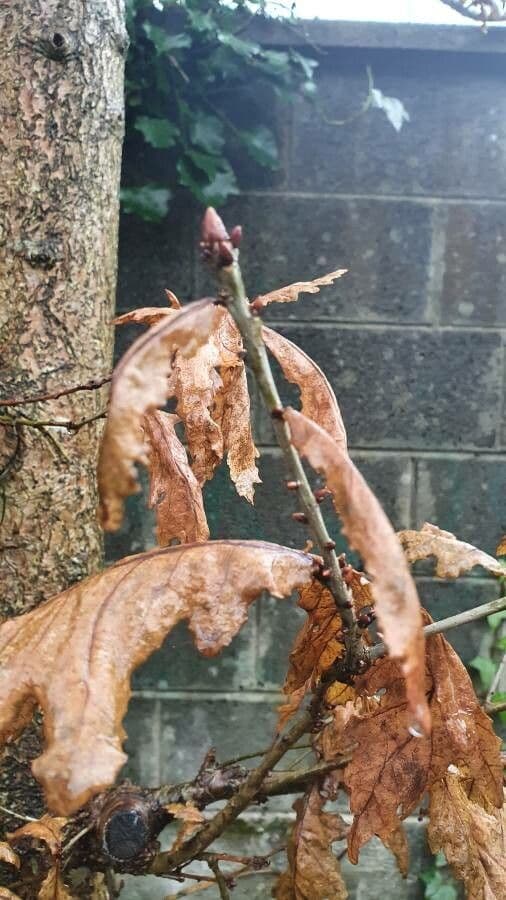 Quercia comune 29