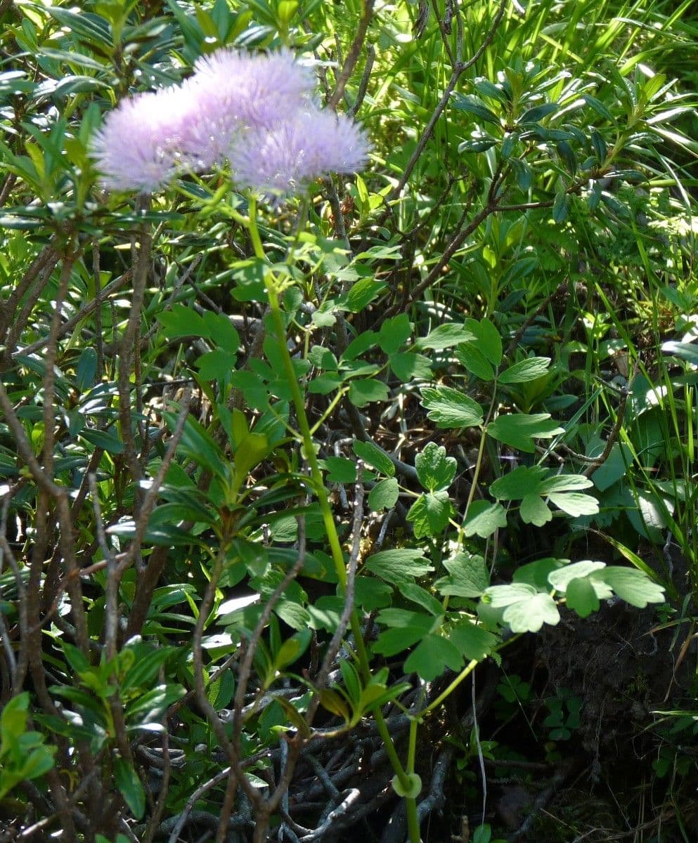 Akeleiblättrige Wiesenraute 25