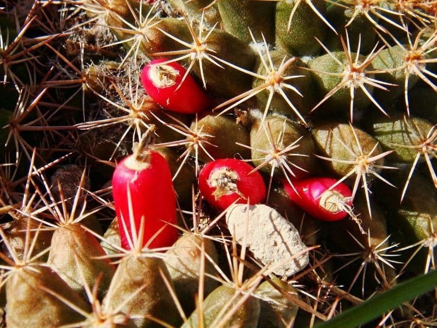 Ballkaktus 5
