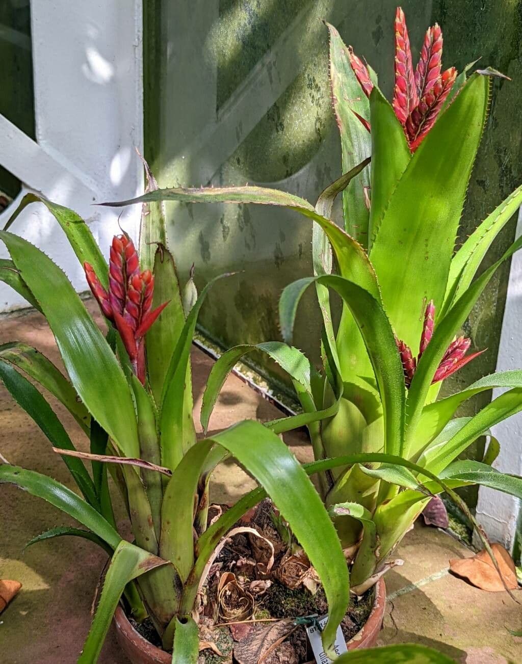 Aechmea 4