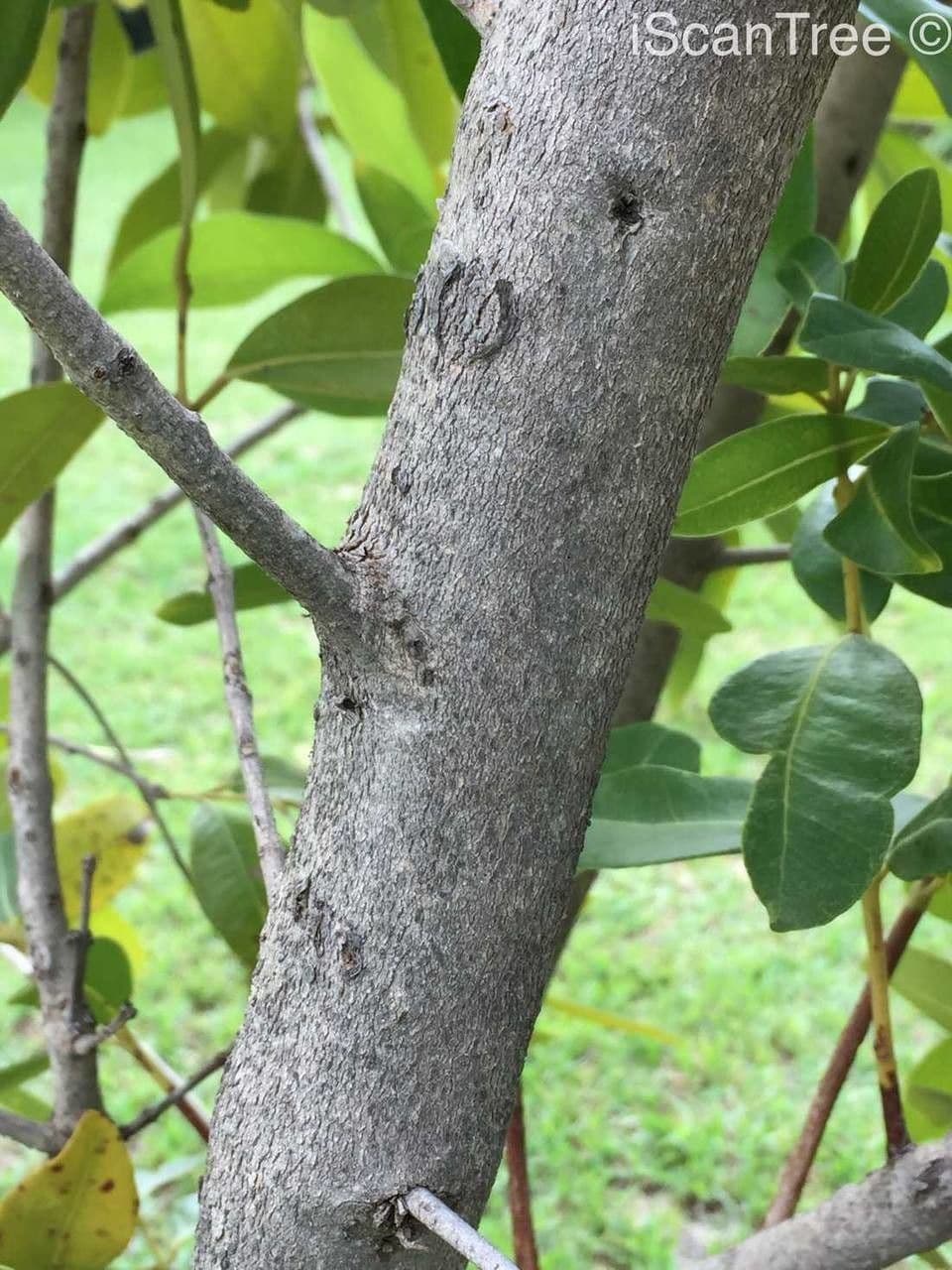 Syzygium guineense 15