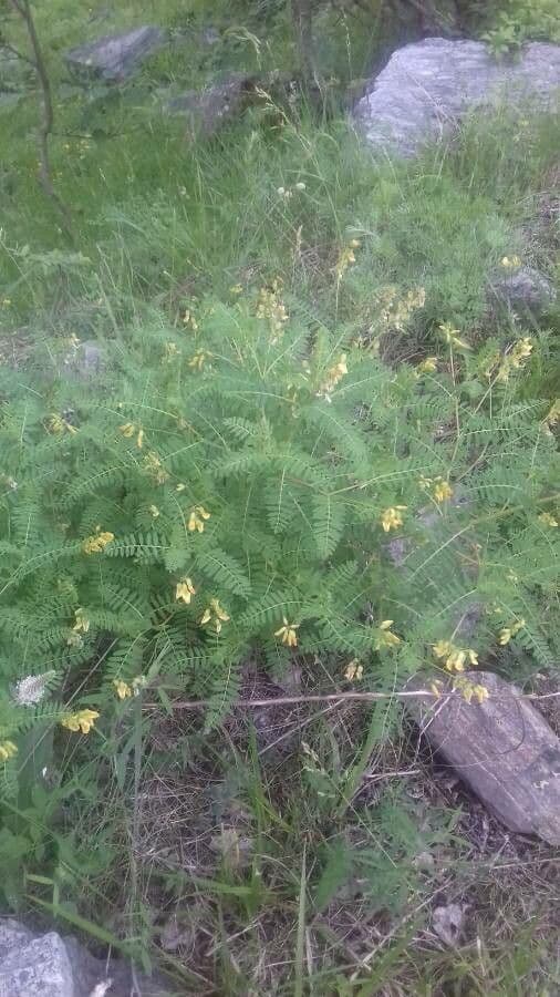 Astragalus penduliflorus 8