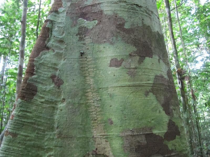 Chrysophyllum 9