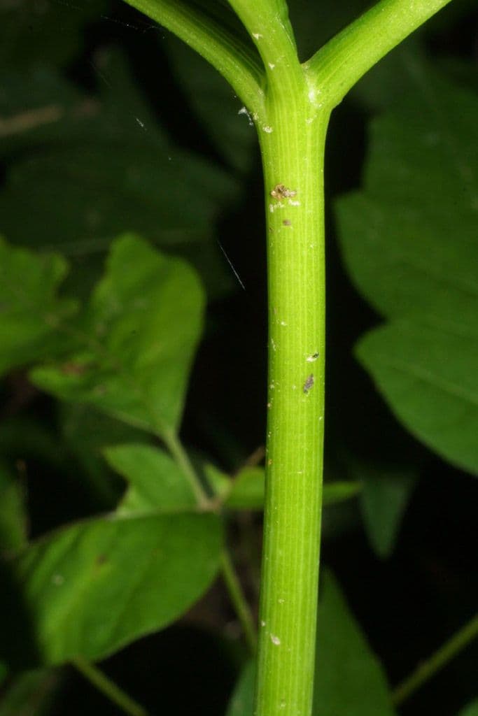 Grüner Aronstab 21