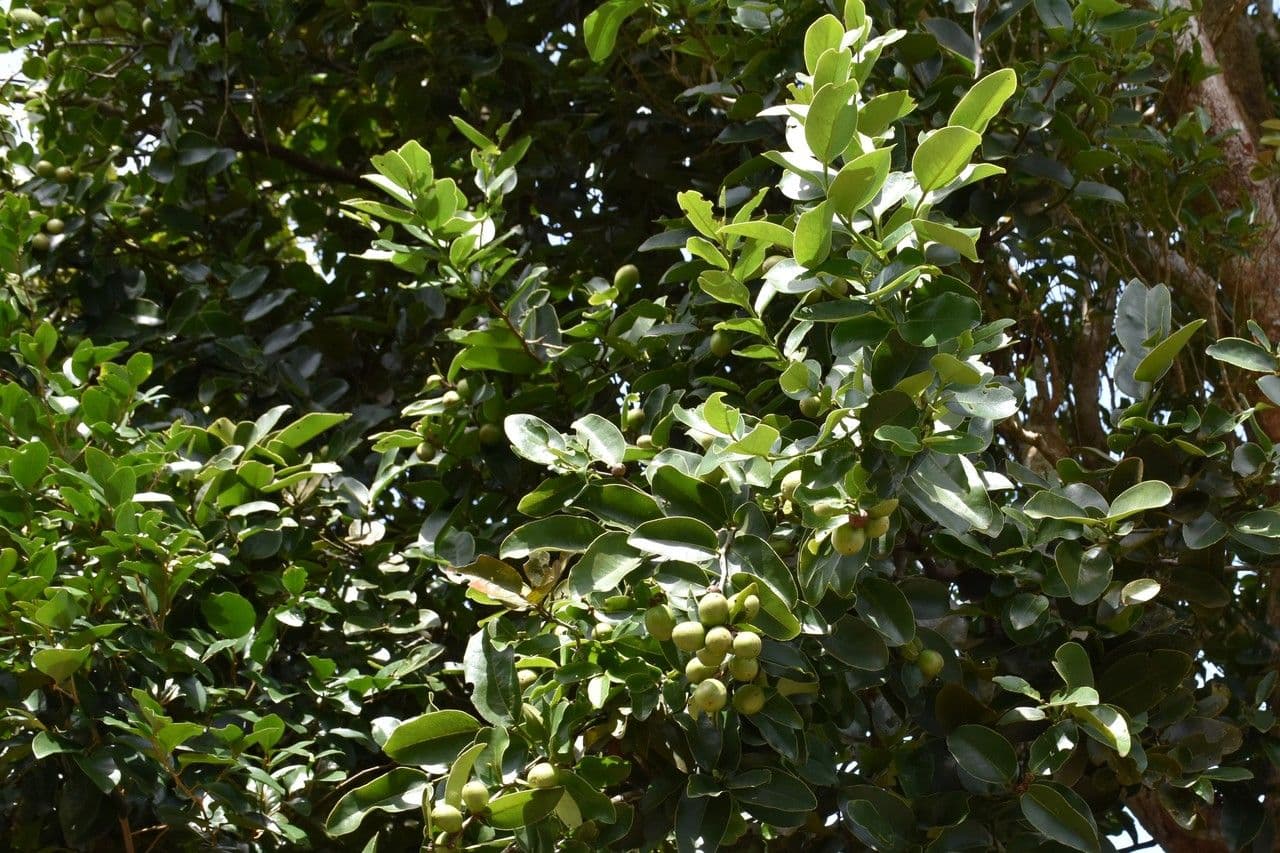 Ebano 6