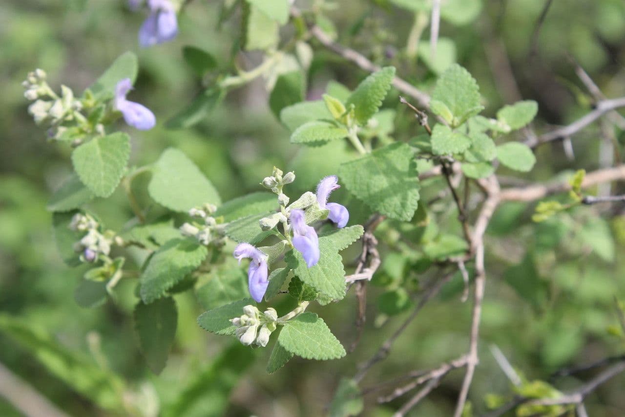 Salvia a grappoli 7