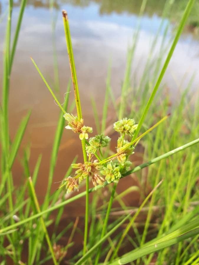 Zigolo difforme 8