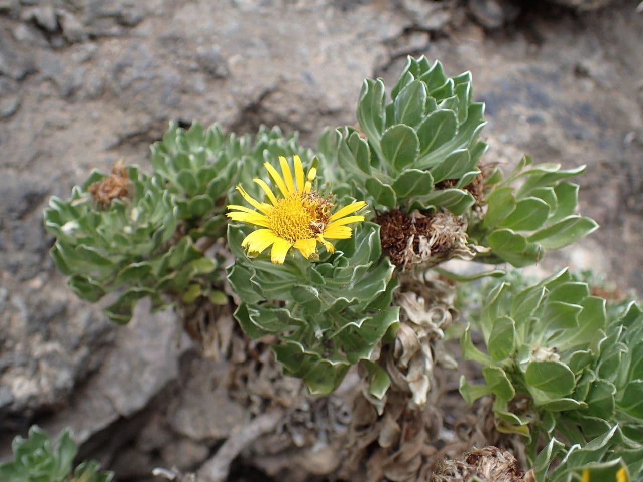 Sternblume 6