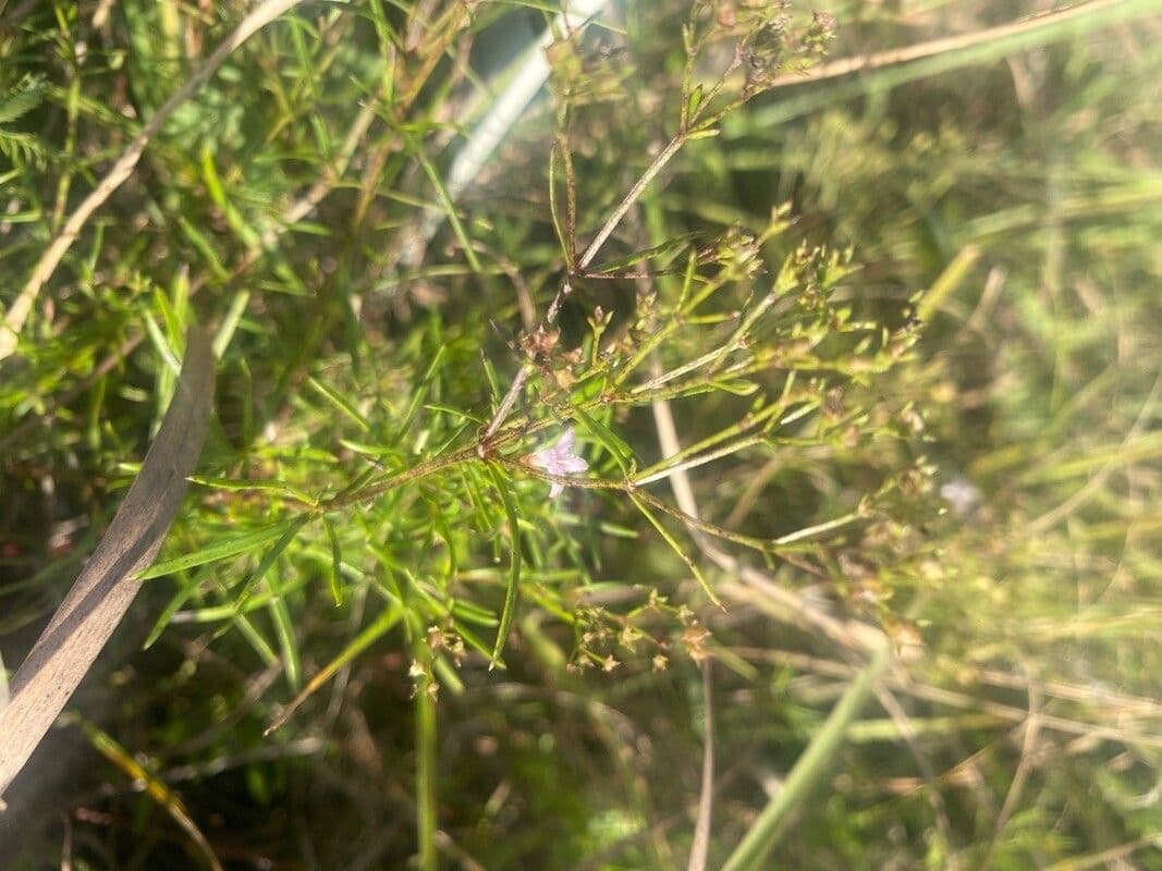 Stenaria nigricans 11