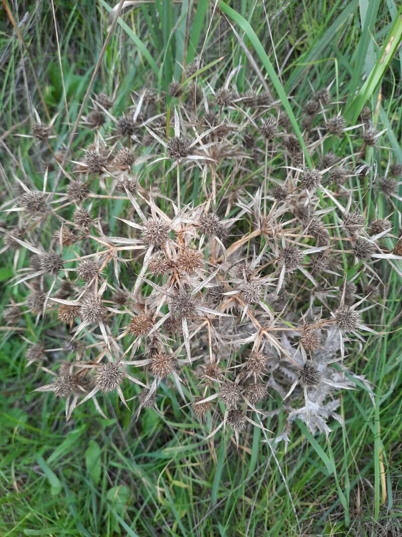 Panicaut champêtre 5