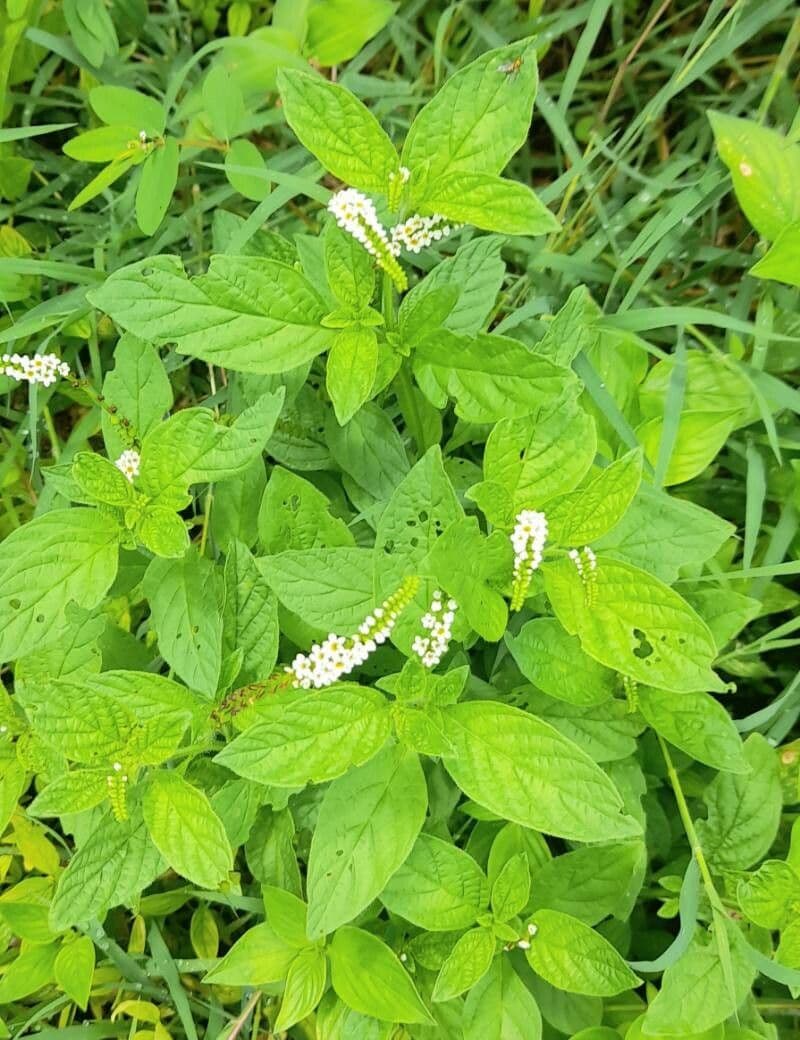 Eliciotropio angiospermo 13