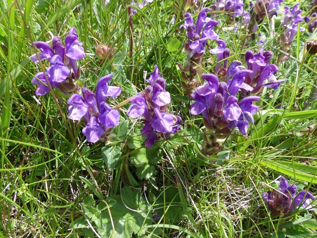 Tarczyca alpejska 27