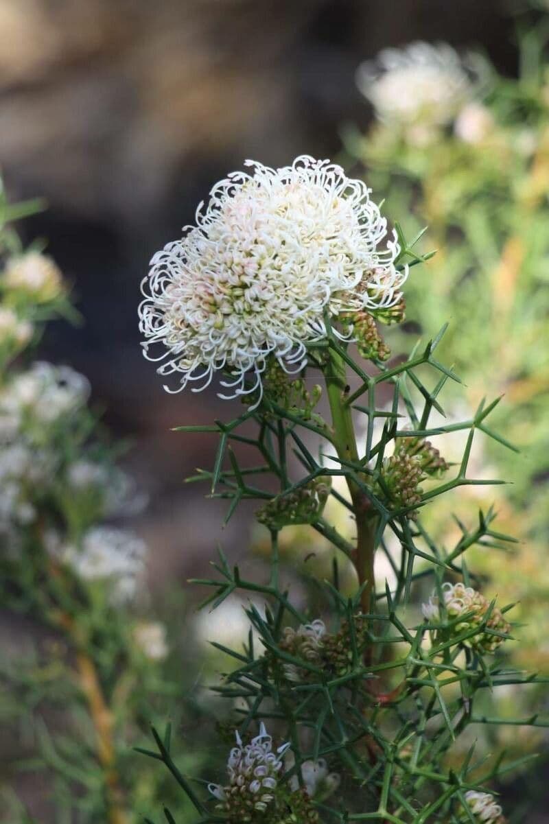 Grevillea