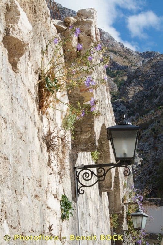 Campanula 21