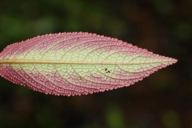 Nautilocalyx 5