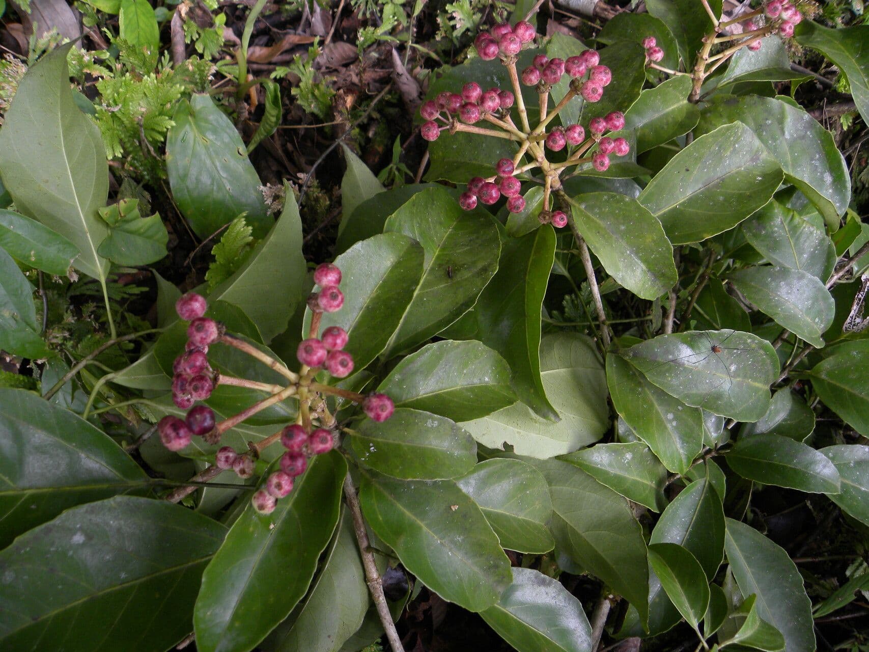 Dendropanax arboreus 6