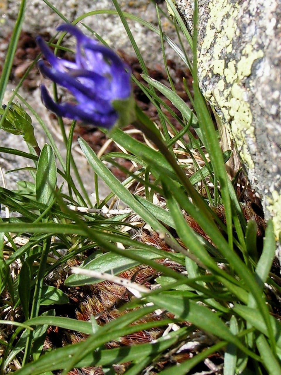 Phyteuma globulariifolium 7
