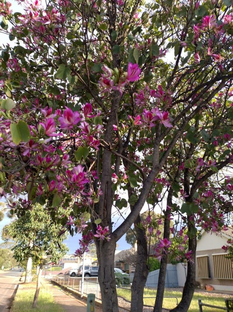 Bauhinia purpurea 24