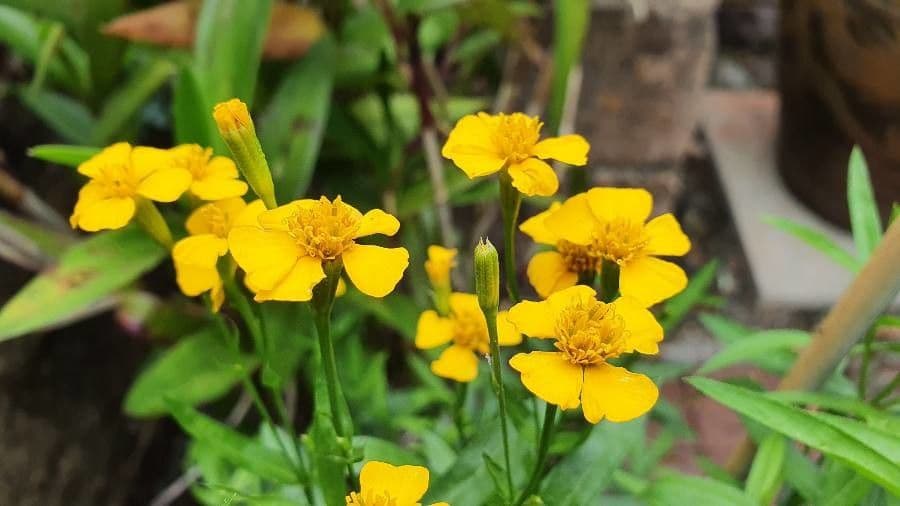 Tagetes 6