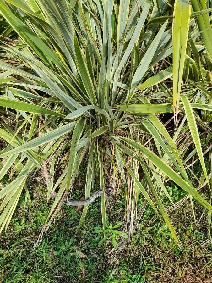 Yuca flaccida 19