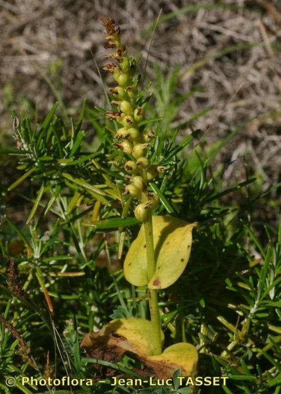 Gennaria diphylla