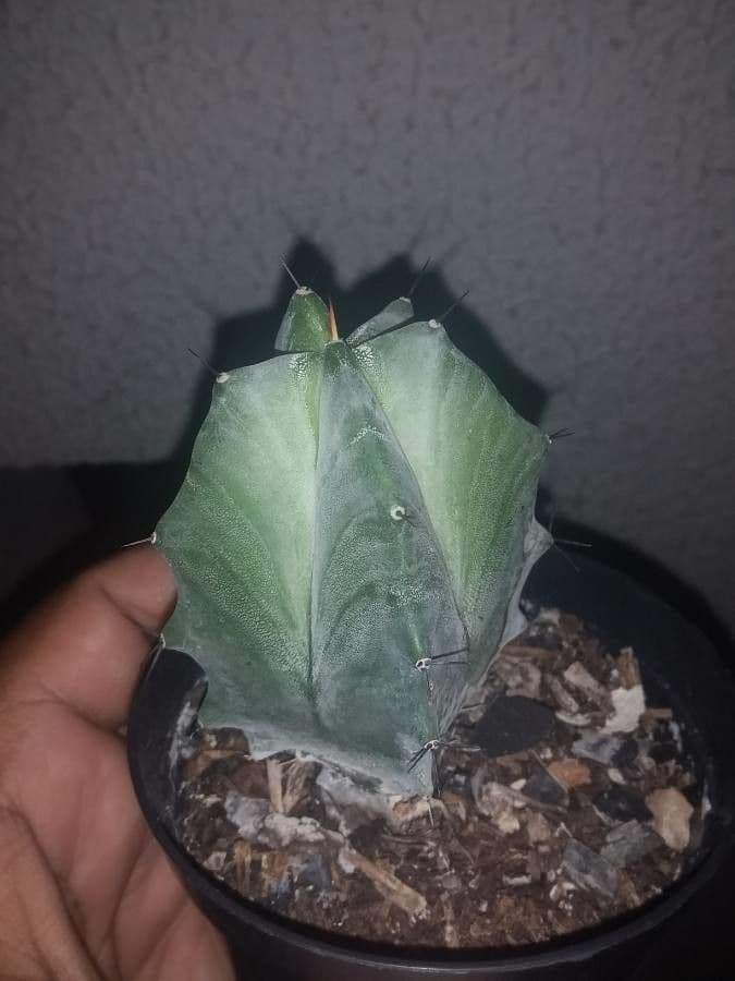 Stenocereus 3