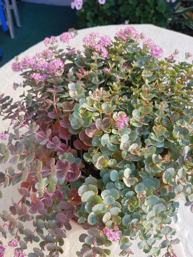 Sedum di Siebold 15