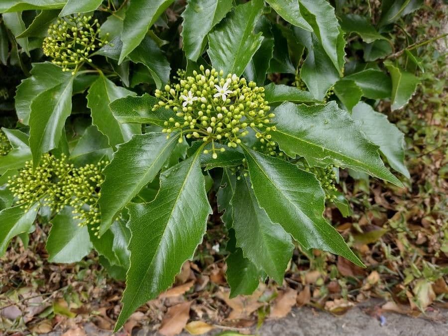 Auranticarpa rhombifolia 4